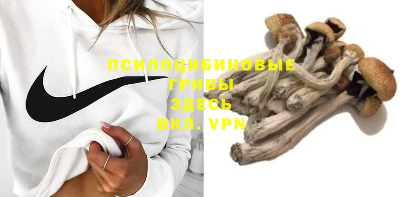 ОМГ ОМГ ссылка  Алексеевка  Псилоцибиновые грибы Psilocybe 